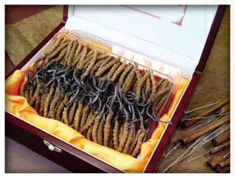 达拉特冬虫夏草回收